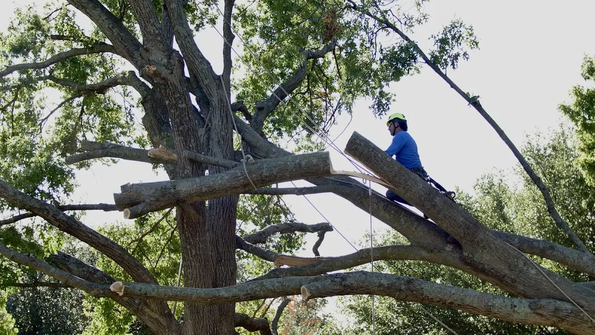 Professional Hazardous Tree Removal performed by certified arborists in Mitchellville