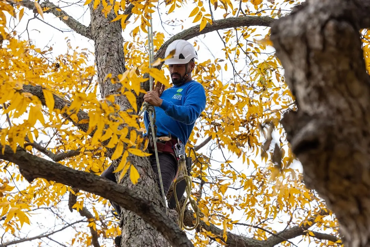 Skilled Tree Planting crew working in Mitchellville